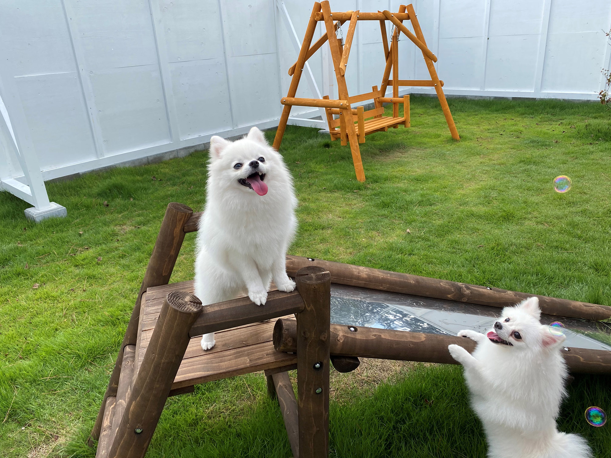 犬友学園 
の特典